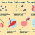 Semen Extraction Process