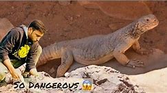 Dangerous Lizards 🦎 OMG 😱