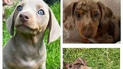 Miniature Dachshund Dogs & Puppies  UK    | Find Puppies & Dogs  at Freeads UK's #1 Classified Ads