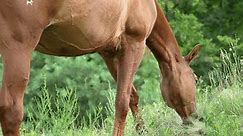 Brown stallion grazing on a pasture close-up