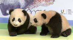 Seven newborn pandas under the spotlight in SW China