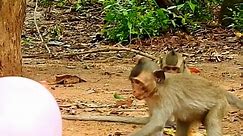 Funny monkey protect balloons 🎈 #adoreblemonkey #monkey #funnyanimals #beautifulmonkey #beautifulmonkey #popularvideo #monkeyvideo #popularvideo