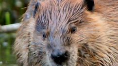 Why Do Beavers Build Dams? 🦫 | How Do Animals Do That?