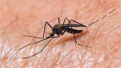 3 Ohio towns make Top 50 Mosquito Cities in US