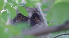 An Northern Longeared Owl Chick Sits On A Branch Hiding In The Crown Of A Tree On A Summer Evening 4K Vídeo Stock y más Footage de A ver pájaros