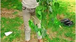 20M Tree 🌳 planting by Trees plants info | 🌳 Tree planting in India #treelovers #treeplantation