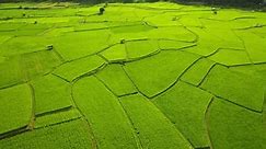 Aerial view of agriculture in rice fields for cultivation in Nan, Thailand