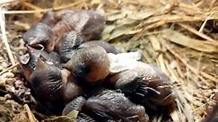 #Ep103. Scaly-breasted munia Birds. Mothers keep babies warm in four nests