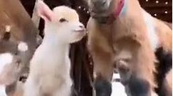 Cute Goat kid 17 May 2024
