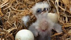 Watch Baby Eagles Hatch and Grow