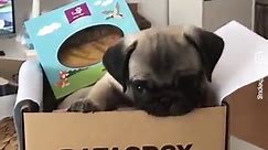 Baby pugs are so playful! 😍