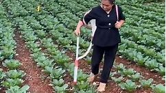 How to Make Organic Nitrogen at Home? Homemade Fertilizer for Plants #Shorts #Nitrogen #Fertilizer | Ffreedom Farming Kannada