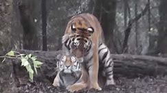 Tiger Mating Spotted At Jungle