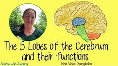 The Cerebrum and its functions