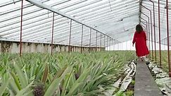 Woman walking barefoot over footpath among cultivated Pineapples greenhouse, Azores