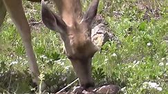 Deer Giving Birth To Baby Fawns