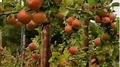 Beautiful Apple Gardens and different Kinds of Apple