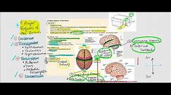 Lecture Video 7: The Brain