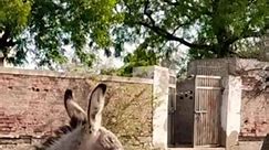 big donkeys #animals #shortvideos #viralvideos
