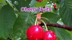Cherry fruit tree🍒