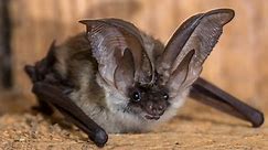 9 Types of Bats In Florida! (ID GUIDE)