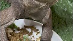 Our adult male rhinoceros iguana enjoying breakfast today