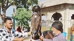 8238 angry horse | Khira Hajihusen