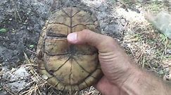 Florida Box Turtles & Gopher Tortoise (True Natives)