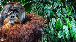 Científicos captan por primera vez a un orangután curándose una herida con planta medicinal