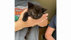 Fort Walton Beach, FL - Domestic Shorthair. Meet TURNIP a Pet for Adoption - AdoptaPet.com