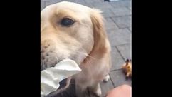Dog's irresistible urgency for her Sunday treats is heart-meltingly ADORABLE!
