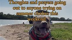 Happy First Day of Summer!!!!!! #first #day #of #summer #thursday #staycool #its #hot #outside #not #beachbody #ready #dog #cutedog #funnyreels #trending #reel #pittie #pibble #lol #dogoftheday #dingo #dingobaby