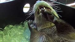 Sea otters go wild for ice bathin in tube #seaotters #riverotter #otter #otters #ottawa #babyotter #animallover | Cool otter