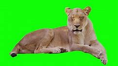 Lioness Yawning On Greenscreen Shot Red Stock Footage Video (100% Royalty-free) 4146013 | Shutterstock