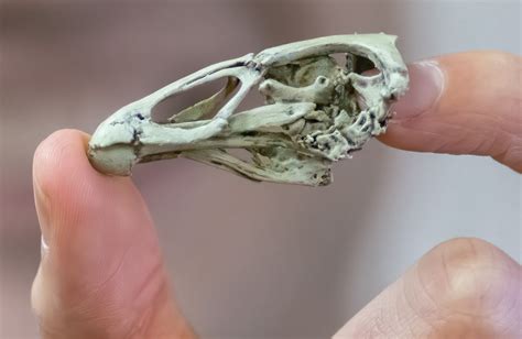 An asteroid extinguished all the dinosaurs except for birds. Here’s why