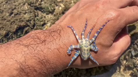 The Deadliest Country on Earth? Australia’s 14 Most Lethal Animals