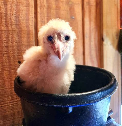 Akron Zoo welcomes the arrival of 2 barn owl chicks. Here's when you can visit them