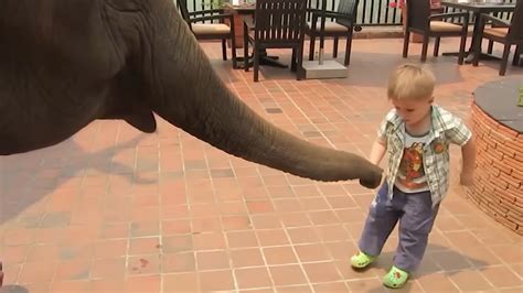Watch what happens when a child gets too close to an elephant