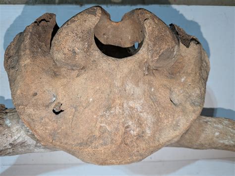 Bison Antiquus skull in Central, AB, Canada? - Fossil ID - The Fossil Forum
