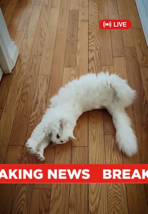 I have three drafts of this and will in | Ainsley 😽😽 (@anonymous.ainsley)