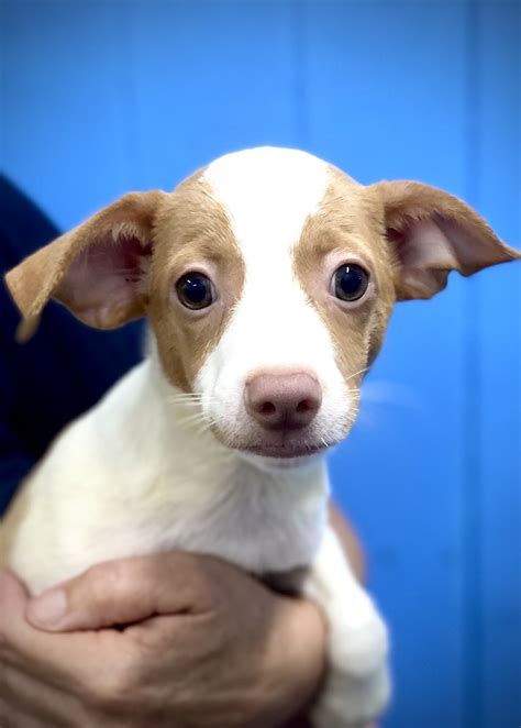 Blaze - Medium Male Miniature Fox Terrier x Long Hair Chihuahua Mix Dog ...