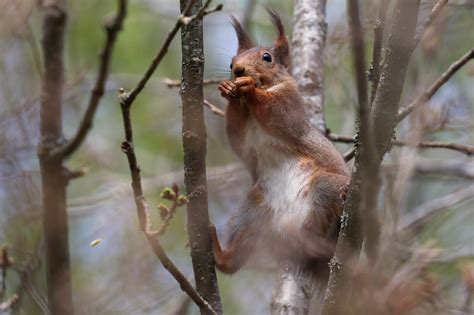 Hi Michael, you mentioned recognizing individual squirrels and naming a few, like the female ...