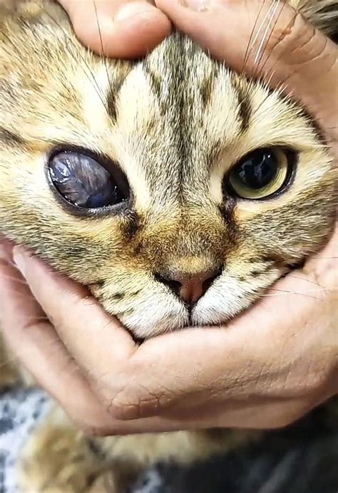 Symblepharon in Cats: Understanding, Diagnosing, and Managing a Hidden Ocular Threat - Pashudhan ...