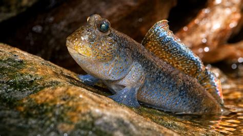 A hidden camera captured unexpected visitors by the river
