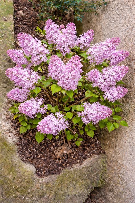 6 Hydrangea Care Tasks to Tackle in March (Before New Growth Appears)