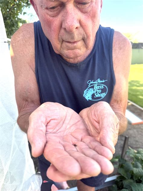 Don’t squash it: Why the Riverina's Red and Blue Beetles are good for farmers | Region Riverina