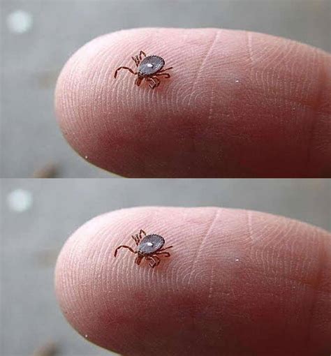 Here’s What to Do If You Spot a Lone Star Tick