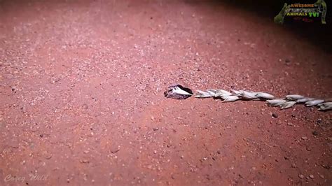 Spider ambush | Be aware of these holes in the ground