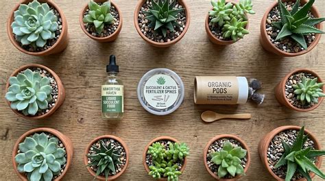 5 Best Fertilizers for Succulents: Liquid vs. Granular vs. Slow-Release, Tested - Blooming Expert