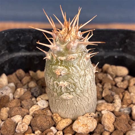 【新着3日限定10%OFF】パキポディウム レアリー【949】 | PROTOLEAF プロトリーフ